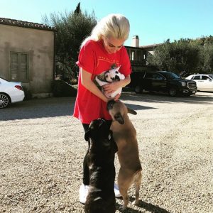 Depois de 48 horas, cachorros roubados de Lady Gaga são encontrados