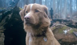 Bom Menino estreia nos cinemas e inova ao contar um terror pelo olhar de um cão