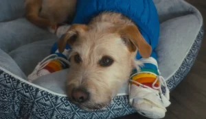 Merv: veja o final explicado e como o cãozinho muda tudo no filme do Prime Video